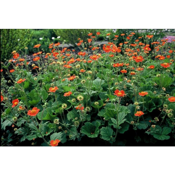 Geum coccineum Borisii - Nagelkruid