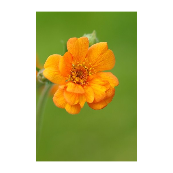 Geum chiloense 'Lady Stratheden' - Nagelkruid - 