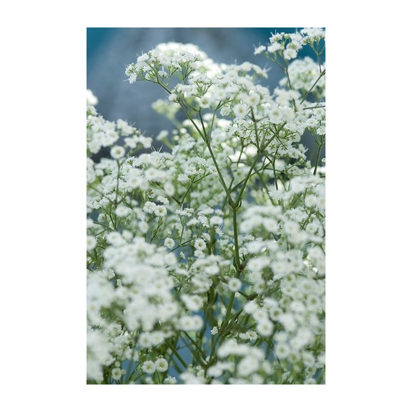 Gypsophila paniculata Schneeflocke - Gipskruid - 