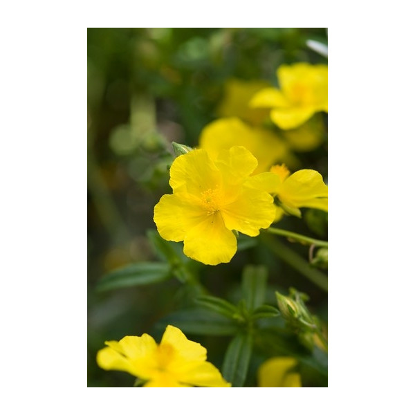 Helianthemum 'Golden Queen' - Zonneroosje - 