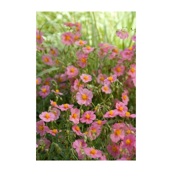 Helianthemum Lawrenson's Pink - Zonneroosje -