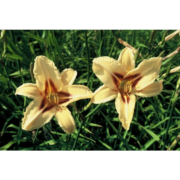 Hemerocallis Bonanza - Daglelie - 