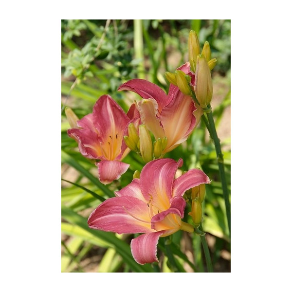 Hemerocallis Pink Damask - Daglelie - 