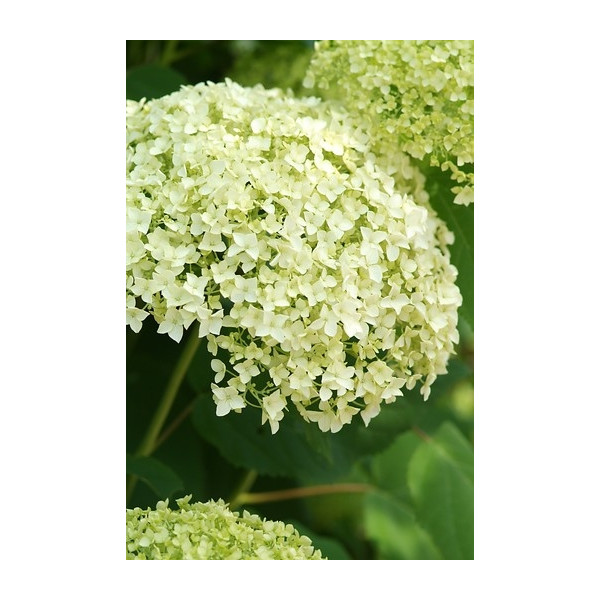 Hydrangea arb. Incrediball® - Strong Annabelle®- Hortensia