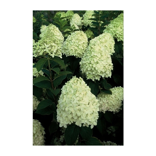 Hydrangea pan. Limelight ® - Pluimhortensia