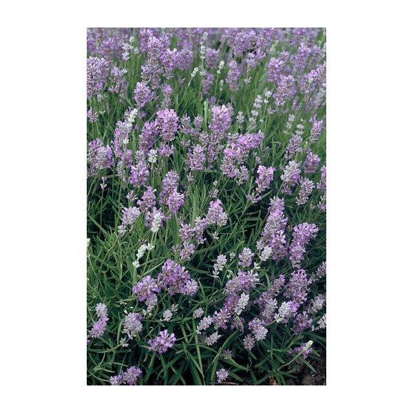 Lavandula angustifolia “Munstead” - Lavendel 