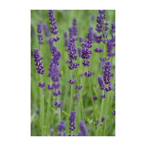 Lavandula angustifolia Hidcote - Lavendel
