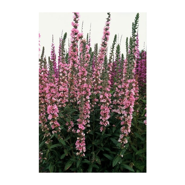 Lythrum salicaria “Blush” - Kattenstaart