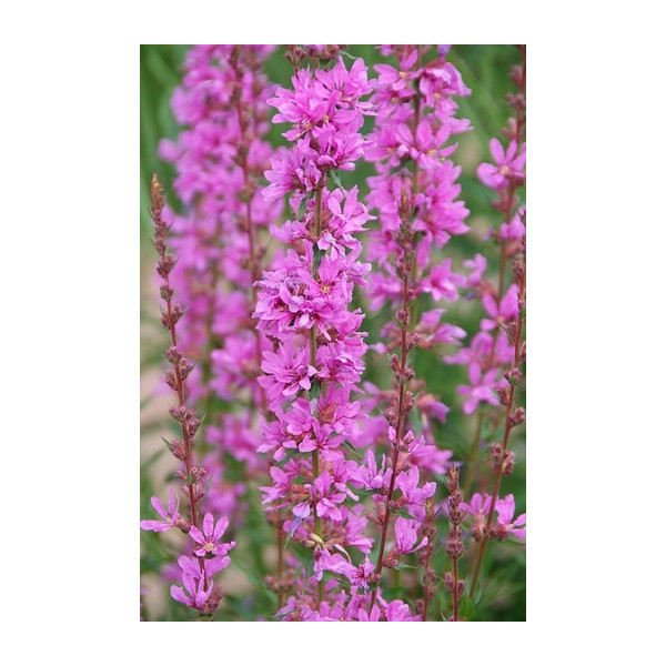 Lythrum salicaria Robert - Grote kattenstaart