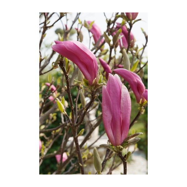 Magnolia lilliflora Nigra - Beverboom - Struik