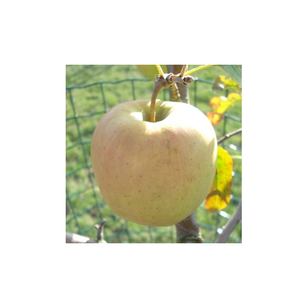 Malus Golden Delicious - Appelboom