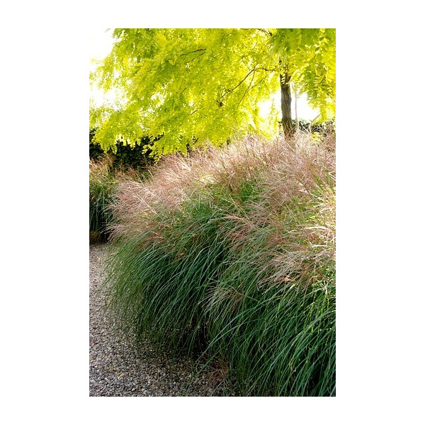 Prachtriet - Miscanthus sinensis 'Adagio'