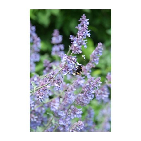 Nepeta Grol - Kattenkruid