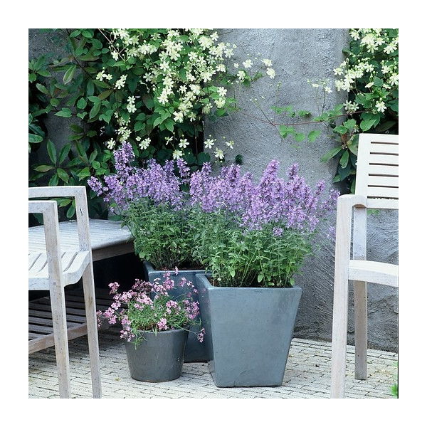 Nepeta 'Walkers Low' - Kattenkruid - 