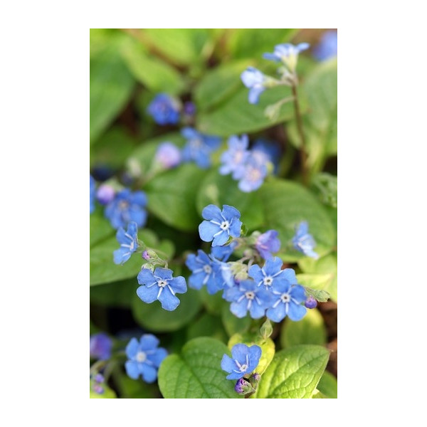 Omphalodes verna Alba - Amerikaans vergeet mij nietje