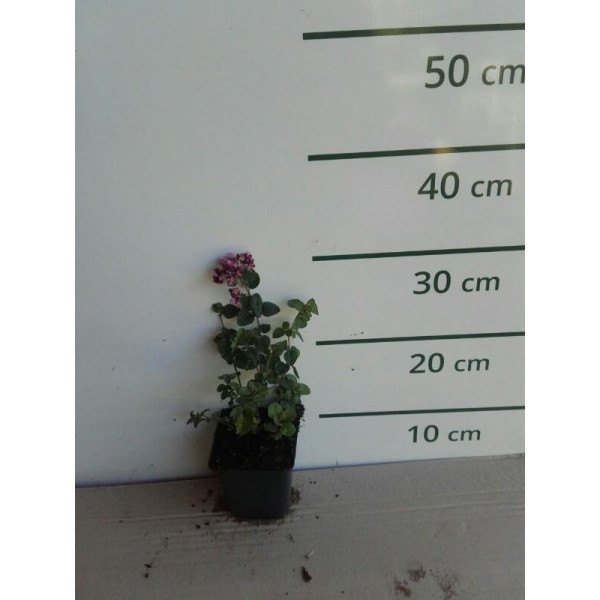Origanum pulchellum “Rosenkuppel” - Marjolein