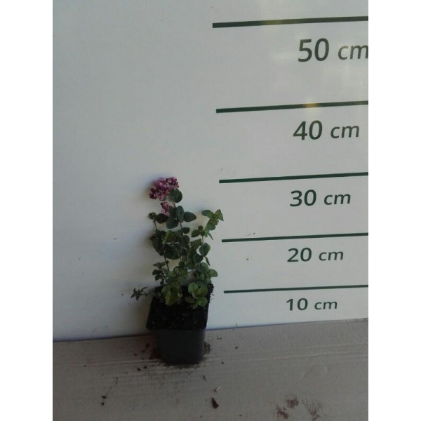 Origanum pulchellum Rosenkuppel - Marjolein