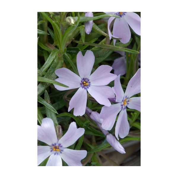 Phlox (S) Purple Beauty - Vlambloem
