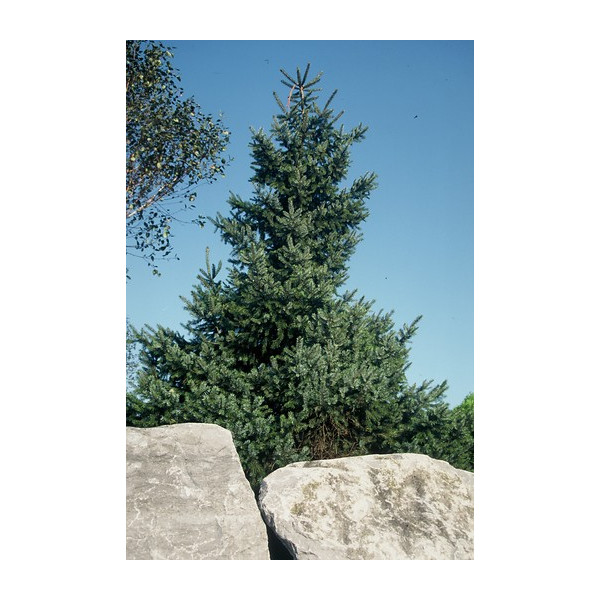 Picea omorika - Servische spar