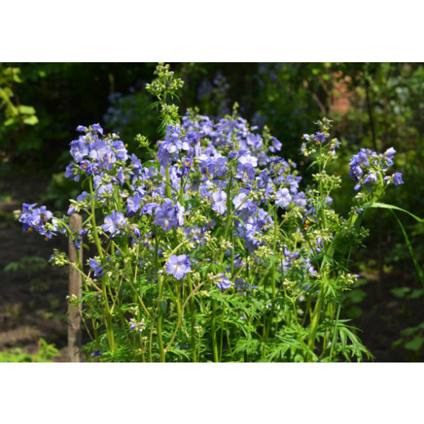 Polemonium Bambino Blue - Jacobsladder