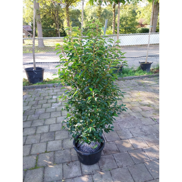 Prunus lusitanica Angustifolia - Portugese laurier