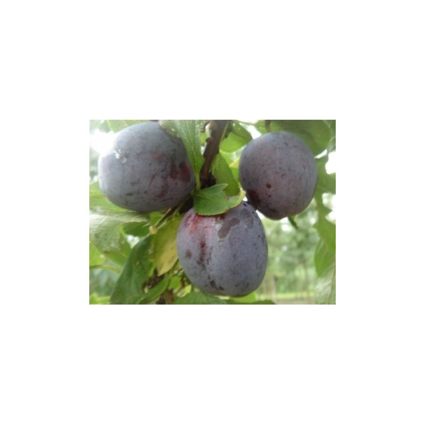 Prunus d. 'Opal' | Zoete pruim