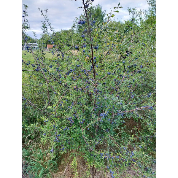 Prunus spinosa - Sleedoorn
