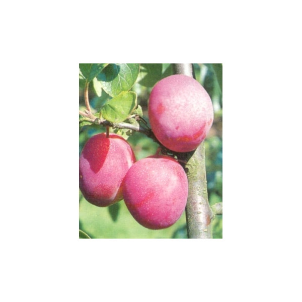 Prunus d. 'Victoria' Rode pruim