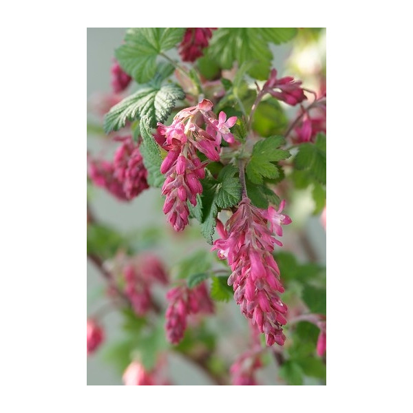Ribes sanguineum 'King Edward VII' - Ribes