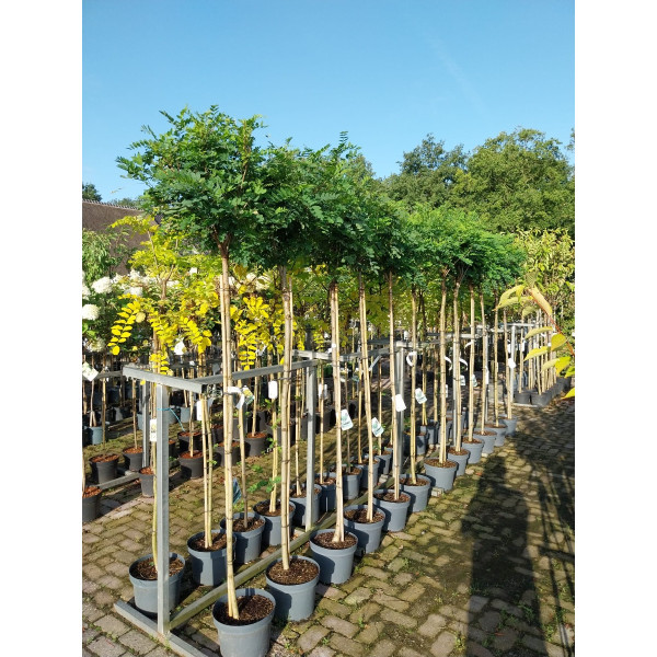 Robinia pseudoacacia Umbraculifera - Bolacacia