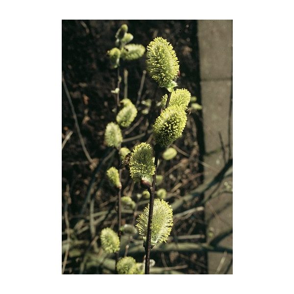 Salix cinerea - Grauwe wilg