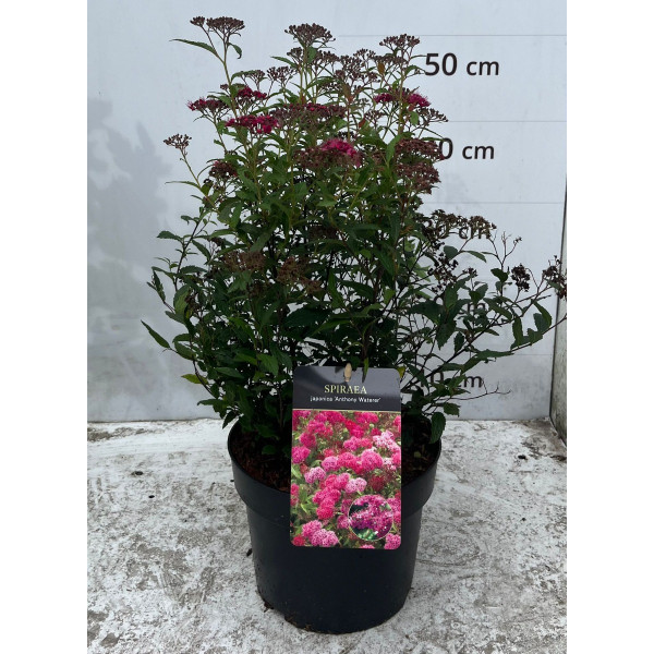 Spiraea japonica Anthony Waterer - Spierstruik - Spirea