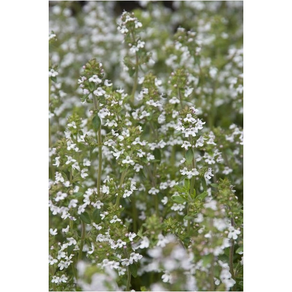 Thymus preacox Albiflorus - Kruiptijm