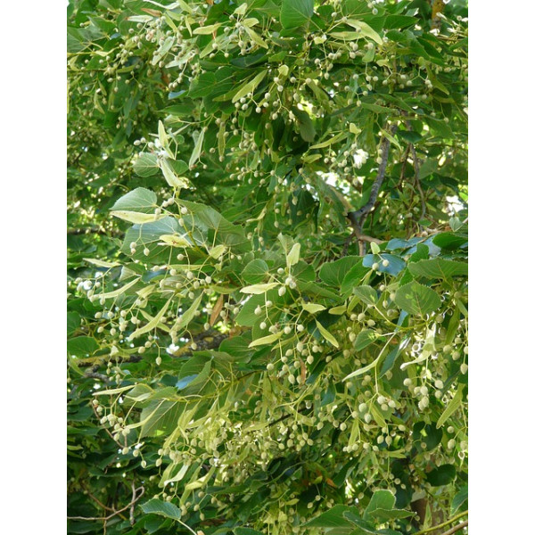 Tilia Cordata - Winterlinde