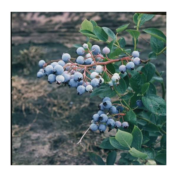 Vaccinium corymbosum Northland - Bosbes