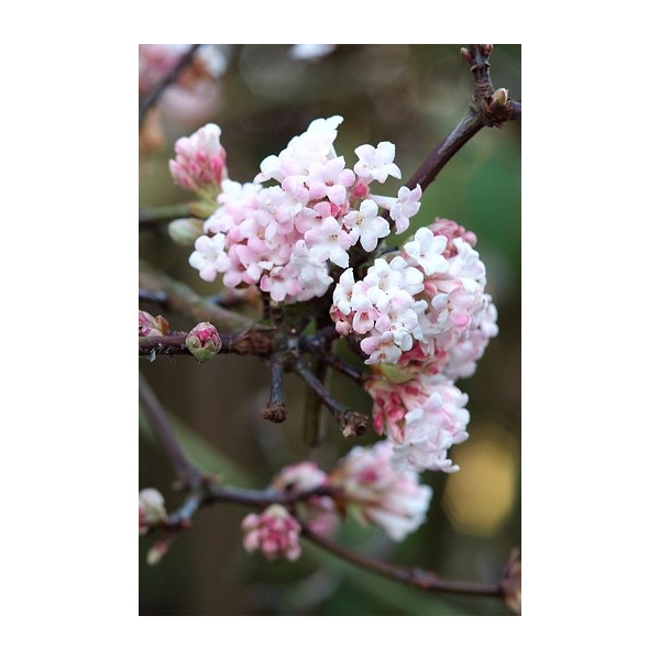 Sneeuwbal - Viburnum bodnantense 'Dawn'