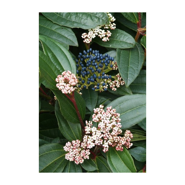 Viburnum davidii - Sneeuwbal