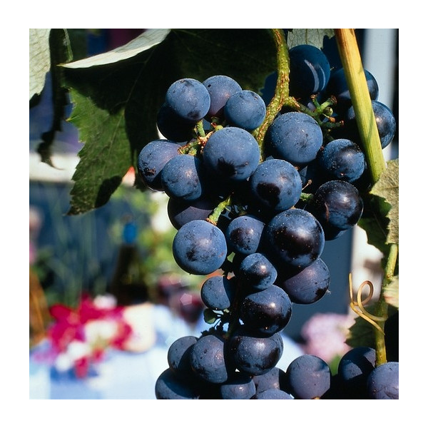 Vitis 'Boskoop Glory' Blauwe buitendruif