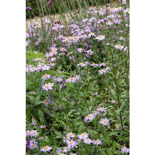 Aster - Aster ageratoides Asmo