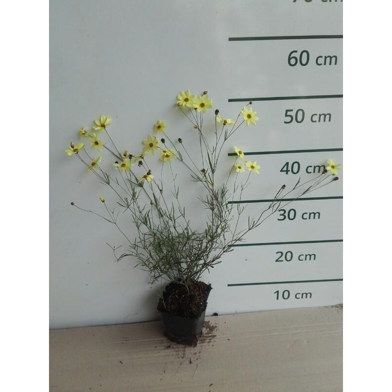 Meisjesogen - Coreopsis verticillata Zagreb
