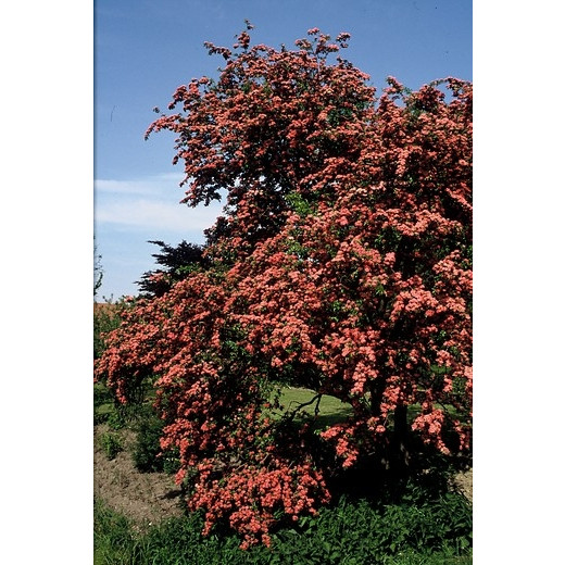 Rode meidoorn - Crataegus 'Paul's Scarlet' boom