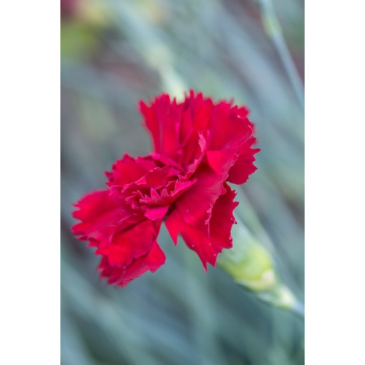 Rotsanjer - Dianthus gratianopolitanus Rotkappchen
