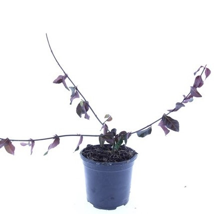 euonymus fortunei coloratus