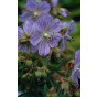 Ooievaarsbek - Geranium pratense Mrs Kendall Clark