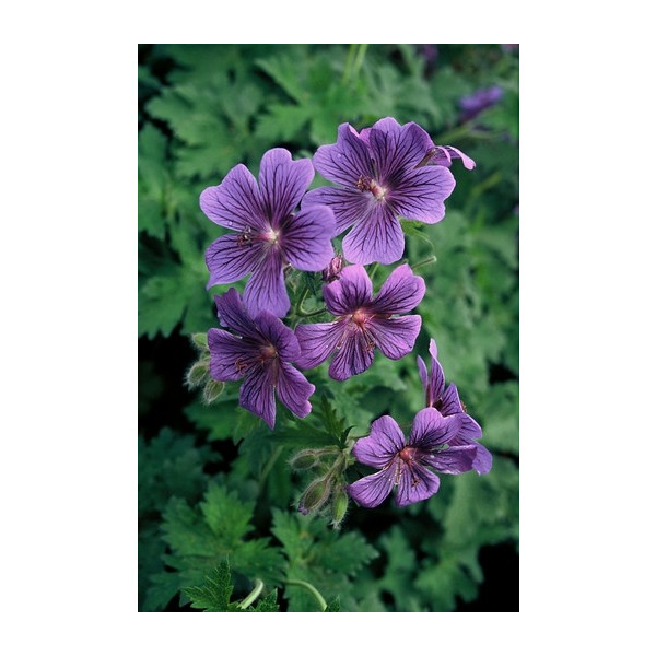 Ooievaarsbek - Geranium magnificum Rosemoor