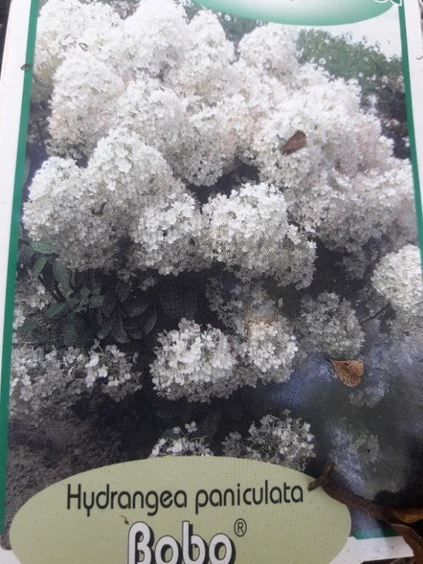 Pluimhortensia - Hydrangea paniculata Bobo