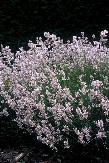 Lavandula angustifolia Rosea | Roze Lavendel