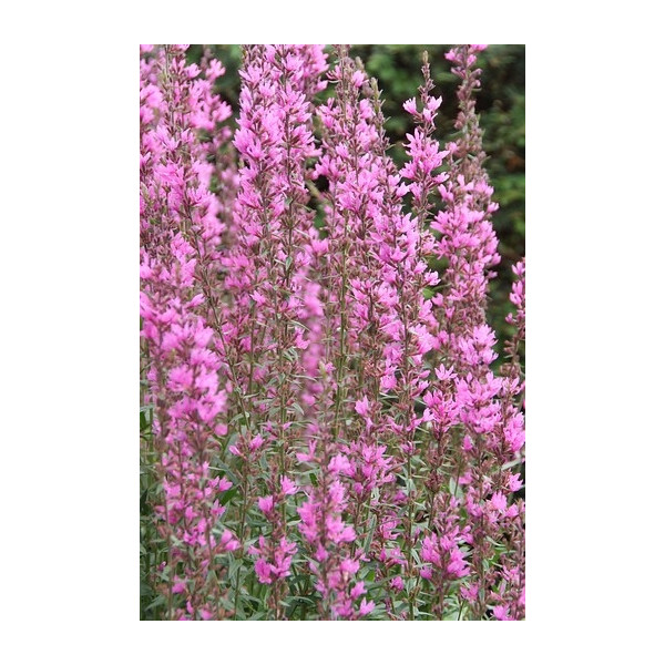 Lythrum salicaria Morden Pink - Kattenstaart - 