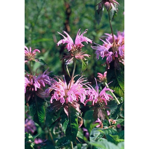 Bergamot - Monarda Croftway Pink