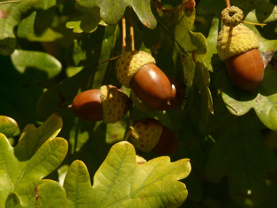 Quercus robur - zomereik